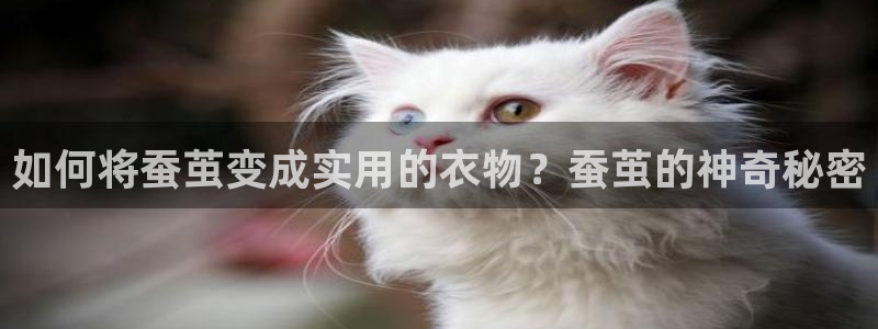 pg电子麻将胡了在哪玩